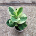 Peperomia Obtusifolia Variegated - Succulent Plant - Nurserylive Pune