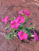 Petunia (Pink) - Plant - Nurserylive Pune