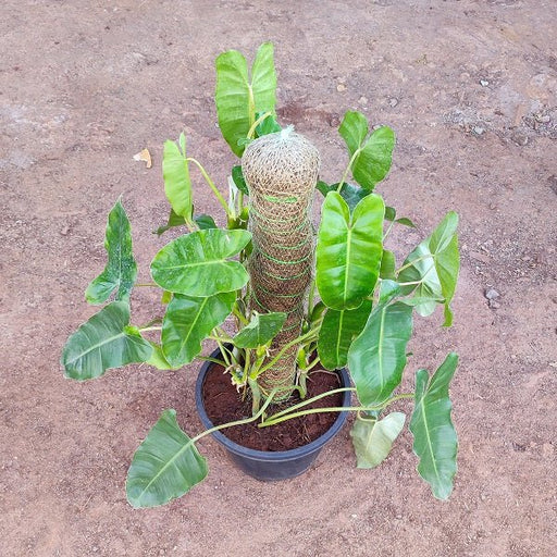 Philodendron Burle Marx Plant in 8 inch (20 cm) Pot with Moss Stick - Nurserylive Pune