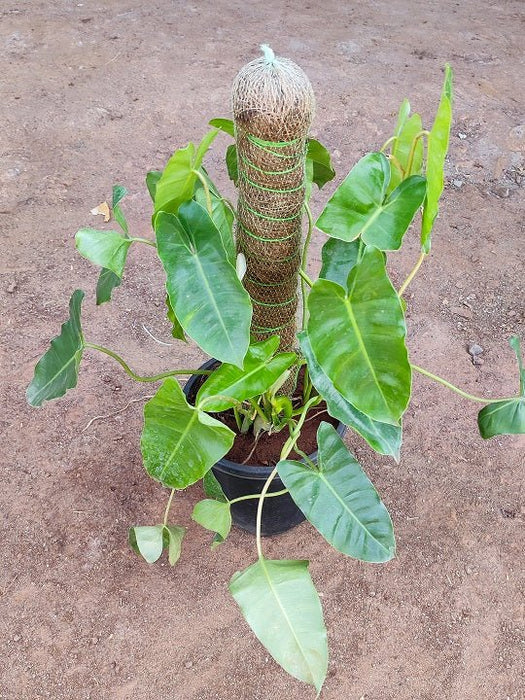 Philodendron Burle Marx Plant in 8 inch (20 cm) Pot with Moss Stick - Nurserylive Pune