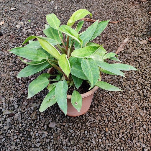 Philodendron Painted Lady - Plant - Nurserylive Pune