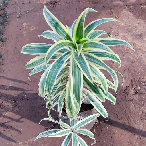Pleomele, Song of India (Golden) - Plant - Nurserylive Pune