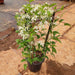 Ranjai Plant, Clematis heynei - Plant - Nurserylive Pune