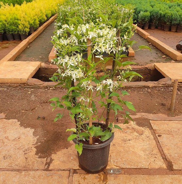 Ranjai Plant, Clematis heynei - Plant - Nurserylive Pune