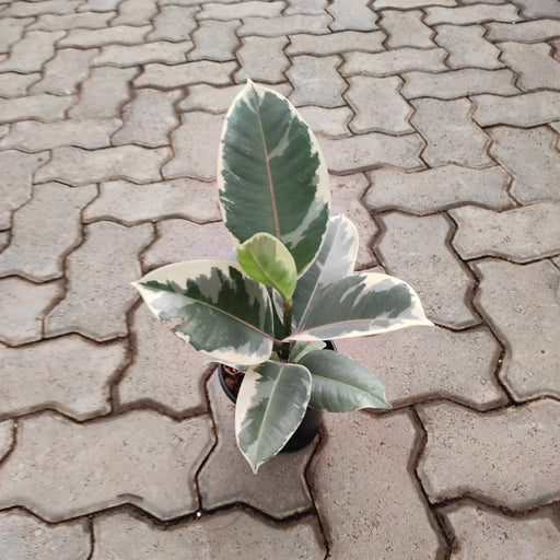 Rubber Tree, Rubber Variegated - Plant - Nurserylive Pune