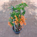 Sankrant vel, Flame vine Plant in 8 inch (20 cm) Pot - Nurserylive Pune