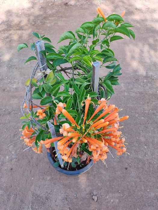 Sankrant vel, Flame vine Plant in 8 inch (20 cm) Pot - Nurserylive Pune