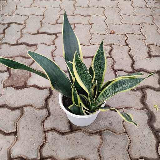 Sansevieria trifasciata, Snake Plant (var. laurentii) - Plant - Nurserylive Pune