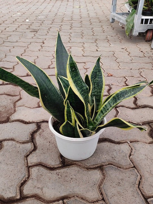 Sansevieria trifasciata, Snake Plant (var. laurentii) Plant in 8 inch (20 cm) Pot - Nurserylive Pune