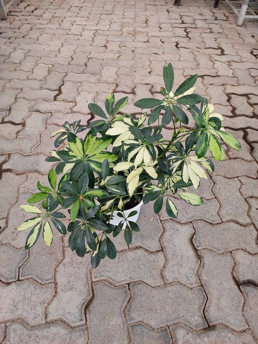 Schefflera Variegated plant in 10 inch (25 cm) Pot - Nurserylive Pune