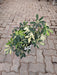Schefflera Variegated plant in 10 inch (25 cm) Pot - Nurserylive Pune