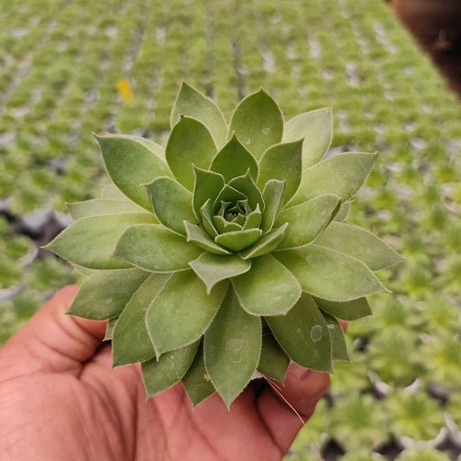 Sempervivum Green Wheel, Houseleek, Lakshmi Kamal - Succulent Plant in 3 inch (8 cm) Pot - Nurserylive Pune