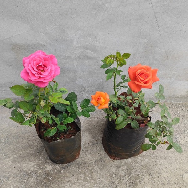 Set of 2 Beautiful Rose Plants