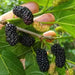 Shahtoot, Mulberry, Tuti (Small Leaves) - Plant - Nurserylive Pune