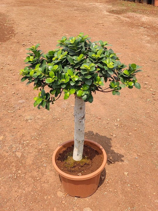 Single Trunk Ficus Ginseng Bonsai - Plant In 8" (20 cm) Pot - Nurserylive Pune