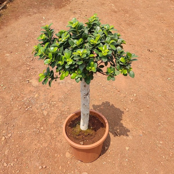 Single Trunk Ficus Ginseng Bonsai - Plant In 8" (20 cm) Pot - Nurserylive Pune