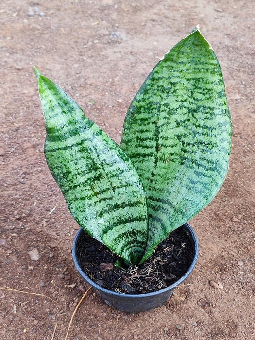 Snake Plant, Sansevieria trifasciata, Sansevieria zeylanica - Plant - Nurserylive Pune