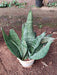 Snake Plant, Sansevieria trifasciata, Sansevieria zeylanica - Plant - Nurserylive Pune