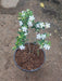 Srilankan Tagar (White) - Plant - Nurserylive Pune