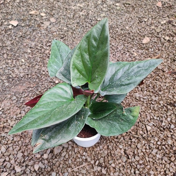 Syngonium Erythrophyllum Red Arrow - Plant - Nurserylive Pune
