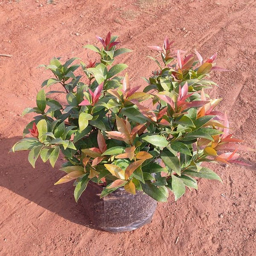 Syzygium campanulatum, Christina tree - Plant - Nurserylive Pune