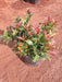 Syzygium campanulatum, Christina tree - Plant - Nurserylive Pune