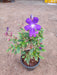 Tibouchina granulosa (Purple Glory Tree) - Plant - Nurserylive Pune