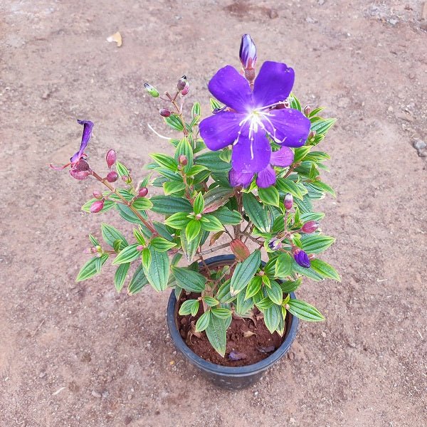 Tibouchina granulosa (Purple Glory Tree) - Plant - Nurserylive Pune