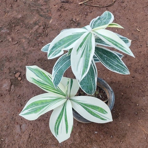 Variegated Insulin Plant, Costus igneus - Plant - Nurserylive Pune
