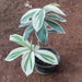 Variegated Insulin Plant, Costus igneus - Plant - Nurserylive Pune