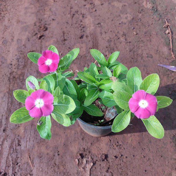 Vinca, Catharanthus roseus (Any Color) - Plant - Nurserylive Pune