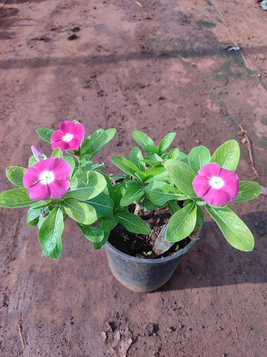 Vinca, Catharanthus roseus (Pink) - Plant - Nurserylive Pune