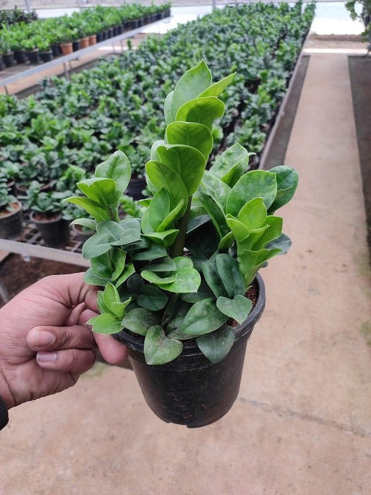 Zamioculcas Zamiifolia Zenzi - Plant - Nurserylive Pune
