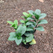 Zamioculcas Zamiifolia Zenzi - Plant In Pot - 3" (10 cm) - Nurserylive Pune