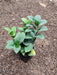 Zamioculcas Zamiifolia Zenzi - Plant In Pot - 3" (10 cm) - Nurserylive Pune