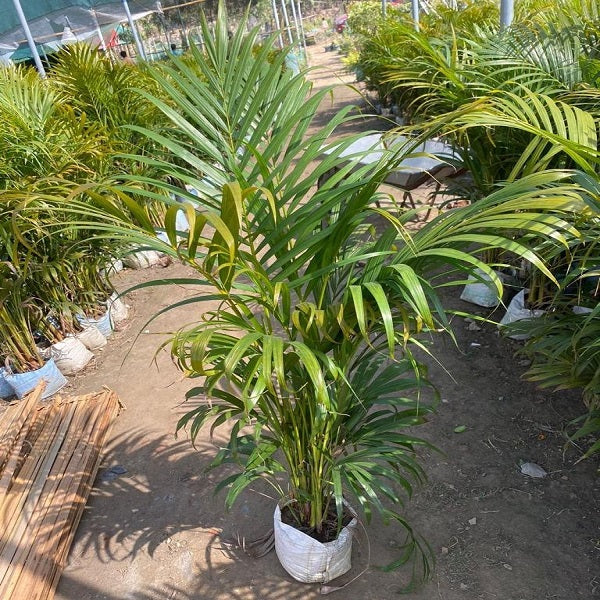 Areca Palm - Plant