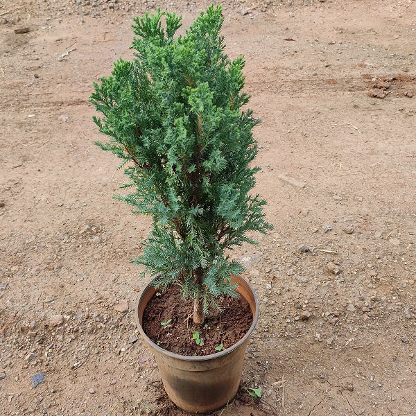 Cypress (Green) - Plant