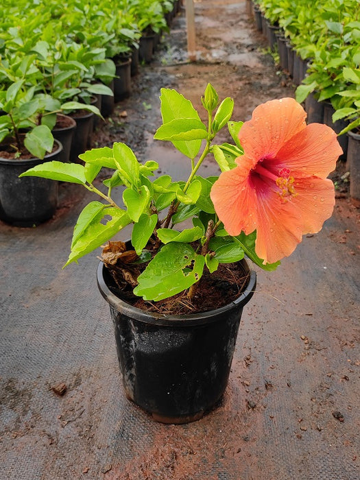 Hibiscus, Gudhal Flower (Any Color) - Plant