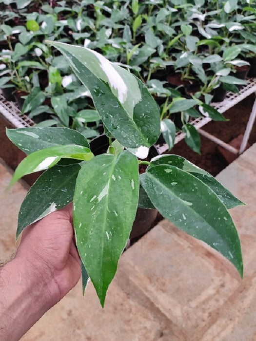 Philodendron White Princess - Plant