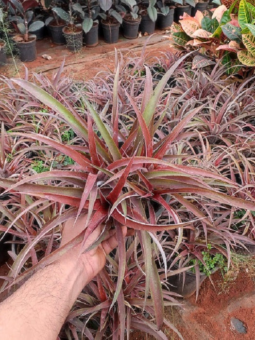 Pineapple (Red) Anannas - Plant