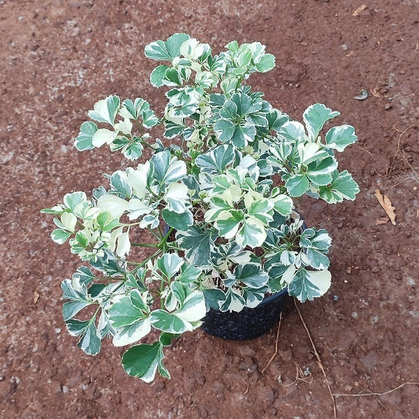 Aralia Variegated - Plant