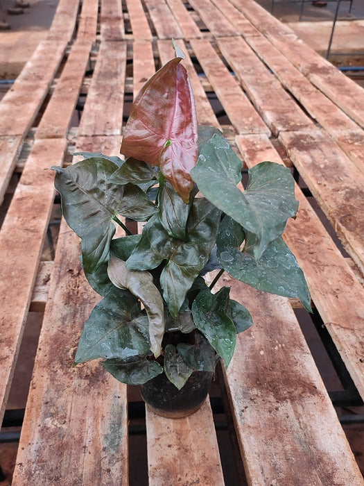 Syngonium (Red) Plant in 5 inch (13 cm) Pot
