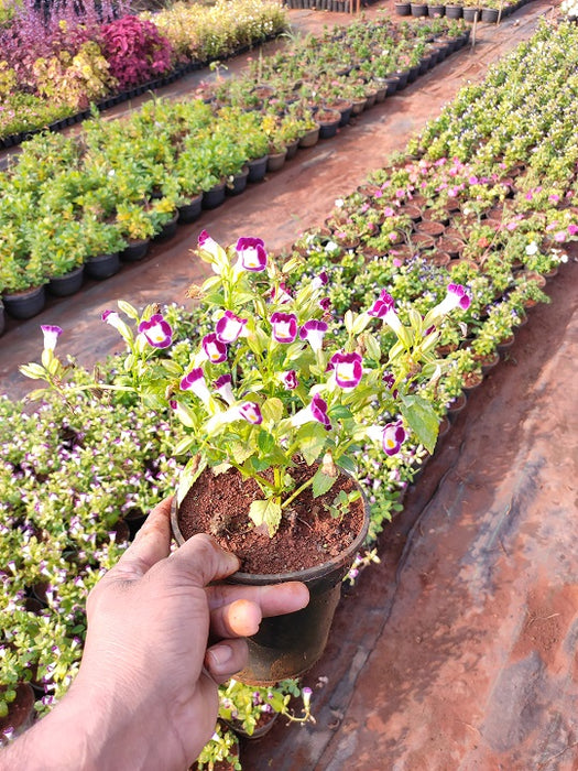Torenia (Purple) - Plant