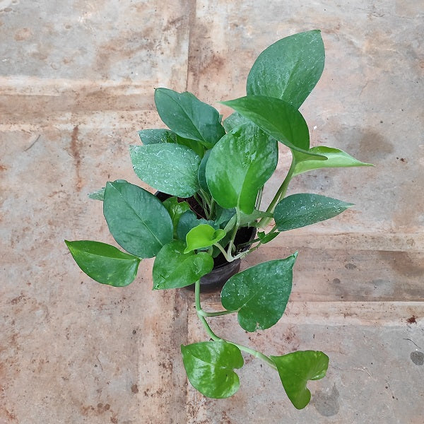 Money Plant, Scindapsus (Green) - Plant