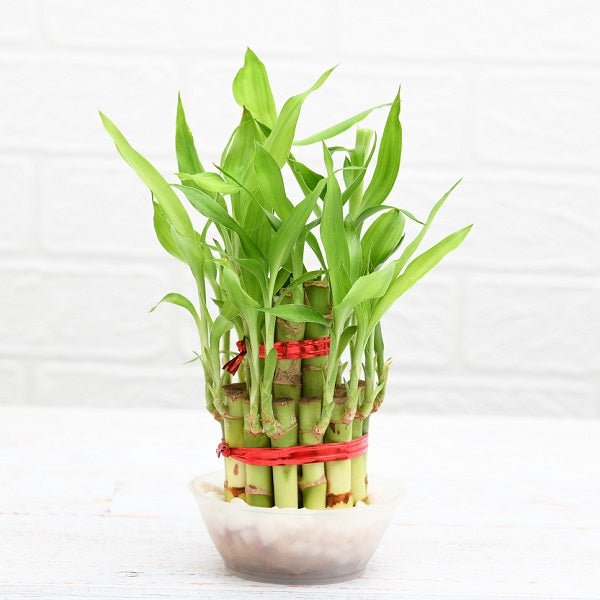 Nurserylive Pune 2 Layer Lucky Bamboo Plant In A Bowl With Pebbles 985464 1200x1200 ?v=1697488470