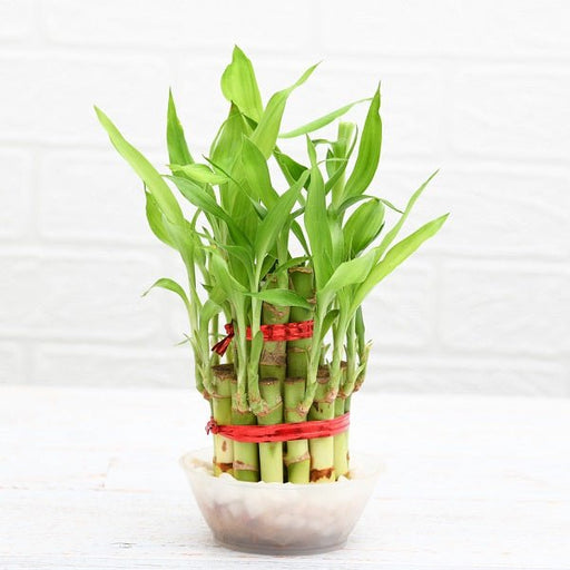2 Layer Lucky Bamboo Plant in a Bowl with Pebbles - Nurserylive Pune