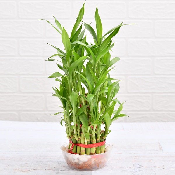 3 Layer Lucky Bamboo Plant in a Bowl with Pebbles - Nurserylive Pune