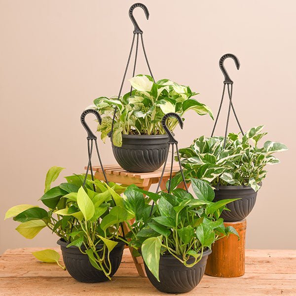 4 Money Plants in Hanging Baskets - Nurserylive Pune