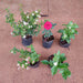 5 Best Fragrant Plants - Nurserylive Pune