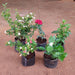 5 Best Fragrant Plants - Nurserylive Pune